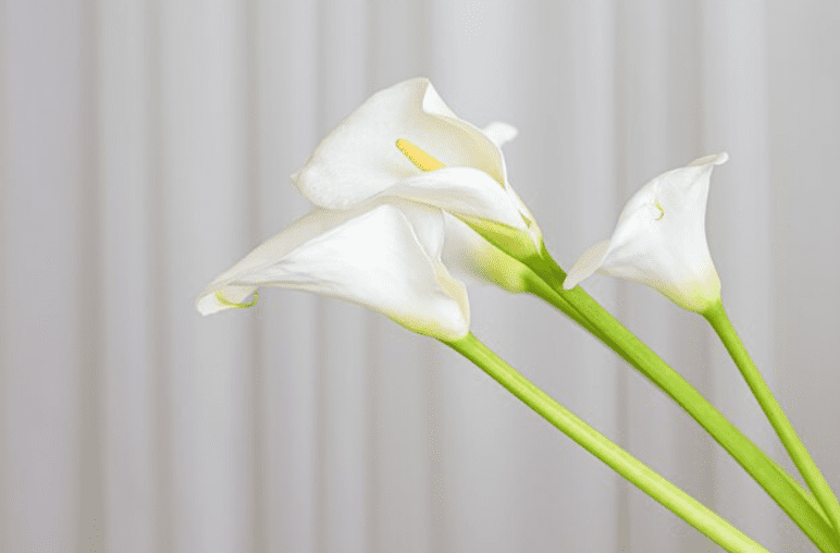 How To Grow Calla Lilies