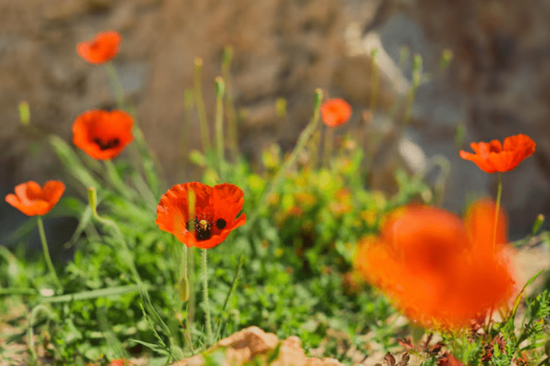 How To Plant and Grow Poppy Flowers