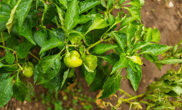 How to Grow Capsicum