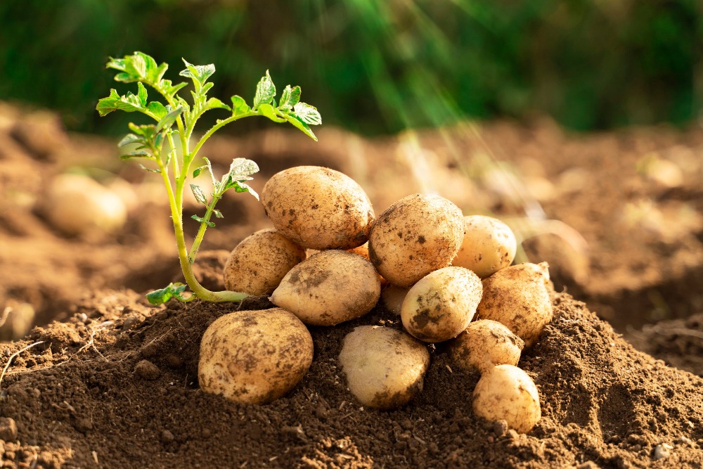 How to Grow Potatoes