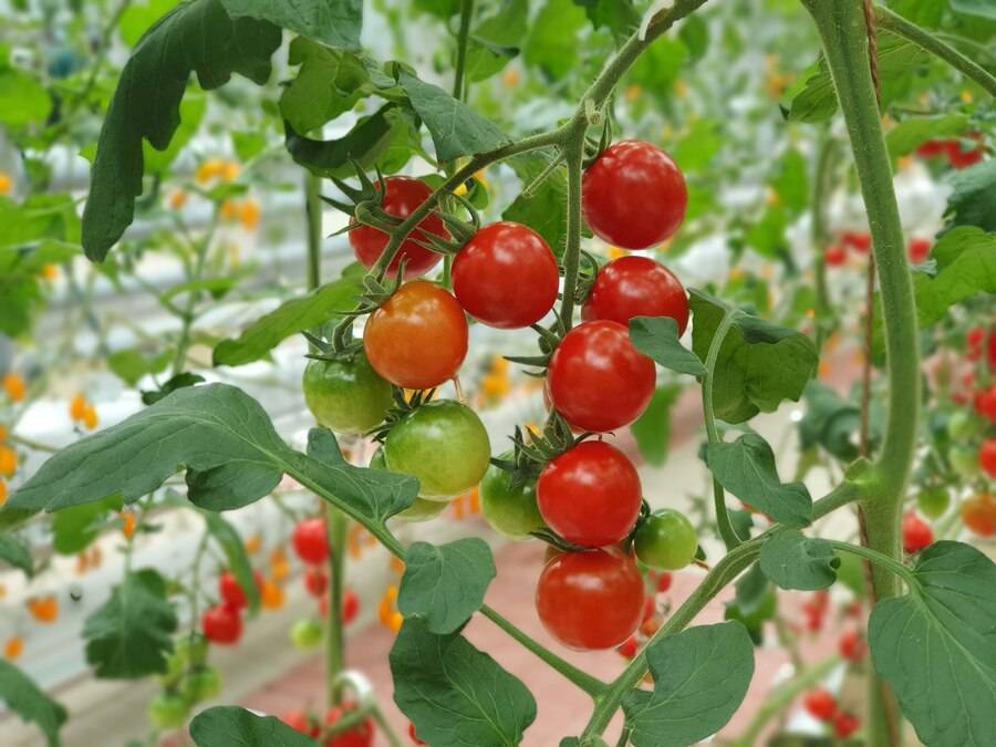 how to grow tomato plants