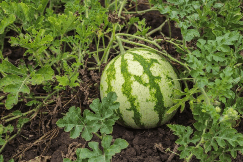 how to grow watermelon