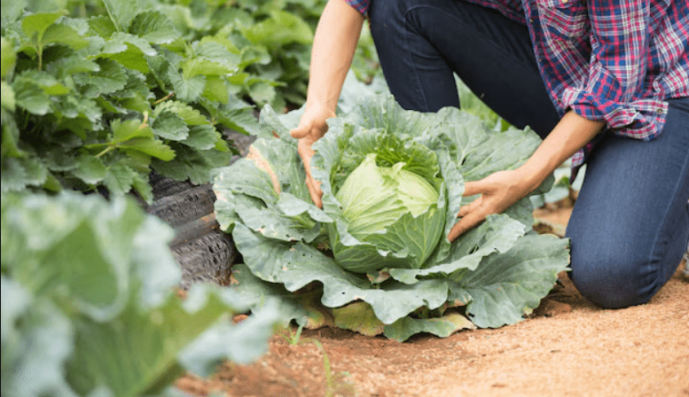 how to grow cabbage