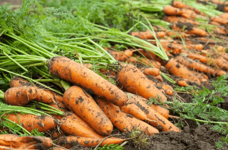 how to grow carrots