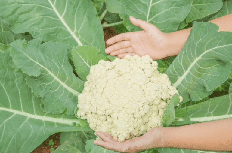 how to grow cauliflower