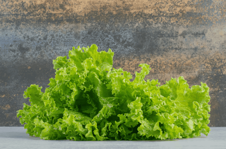 How to Grow Lettuce