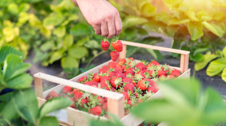 how to grow strawberries