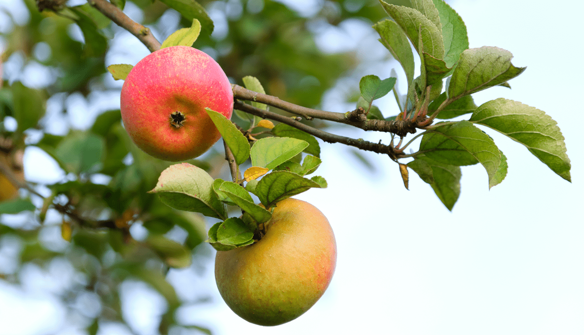 Apple Tree Care