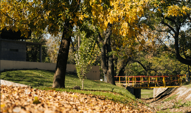 beautiful trees in front yard