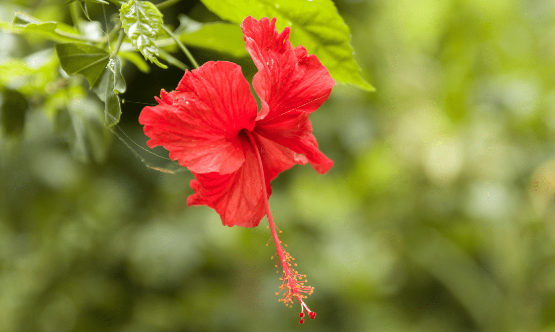 How To Care For Outdoor Hibiscus Plants: Tips On Growing And Caring