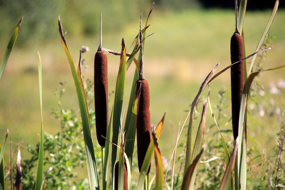 How To Control Cattails