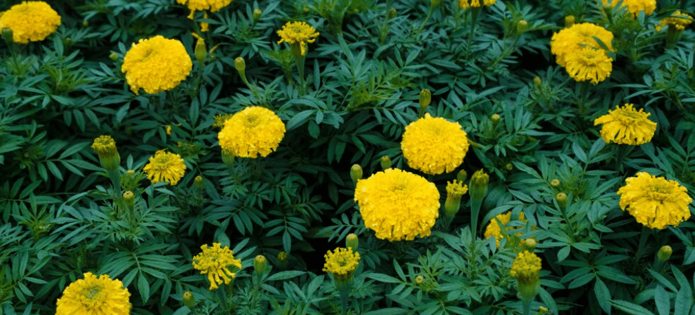 How To Grow And Care For Marigold Flowers