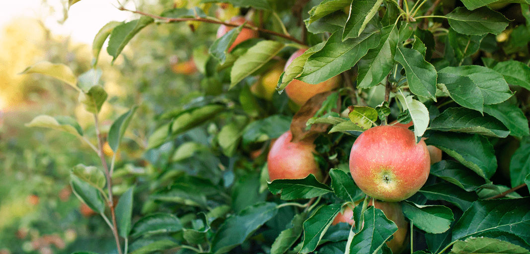 How To Grow Apple Trees