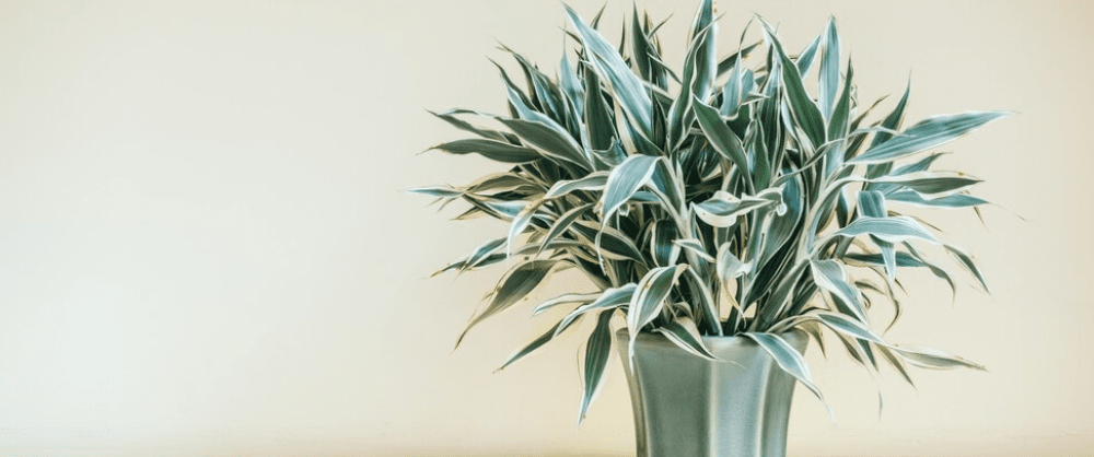 How To Propagate Spider Plant