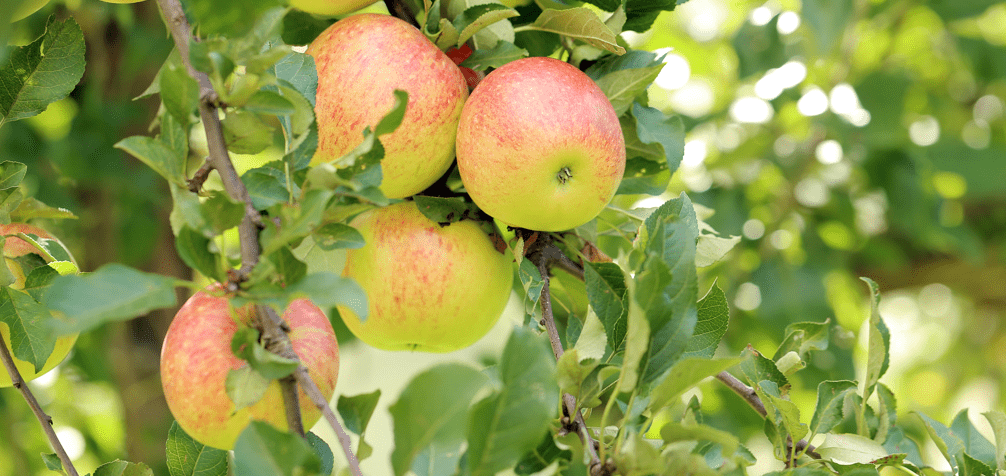 How to Graft Apple Trees