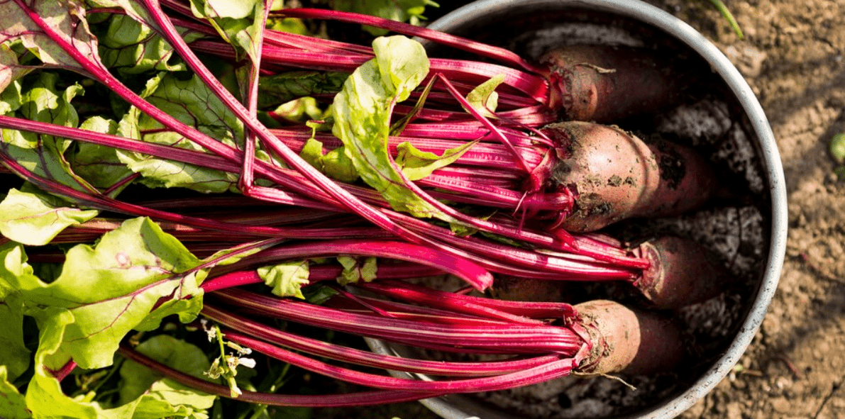 How to Grow Beetroot