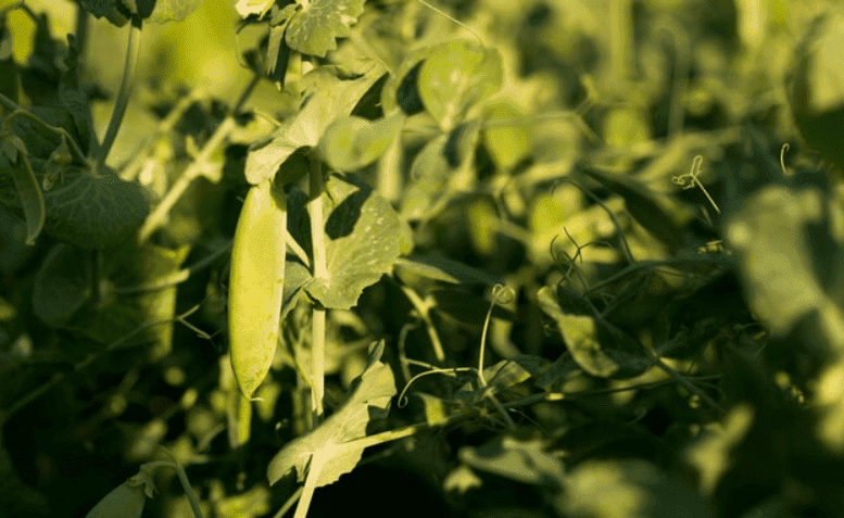 How to Grow Green Peas