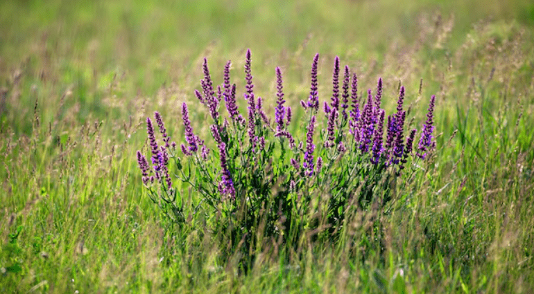 How to Grow Lavender