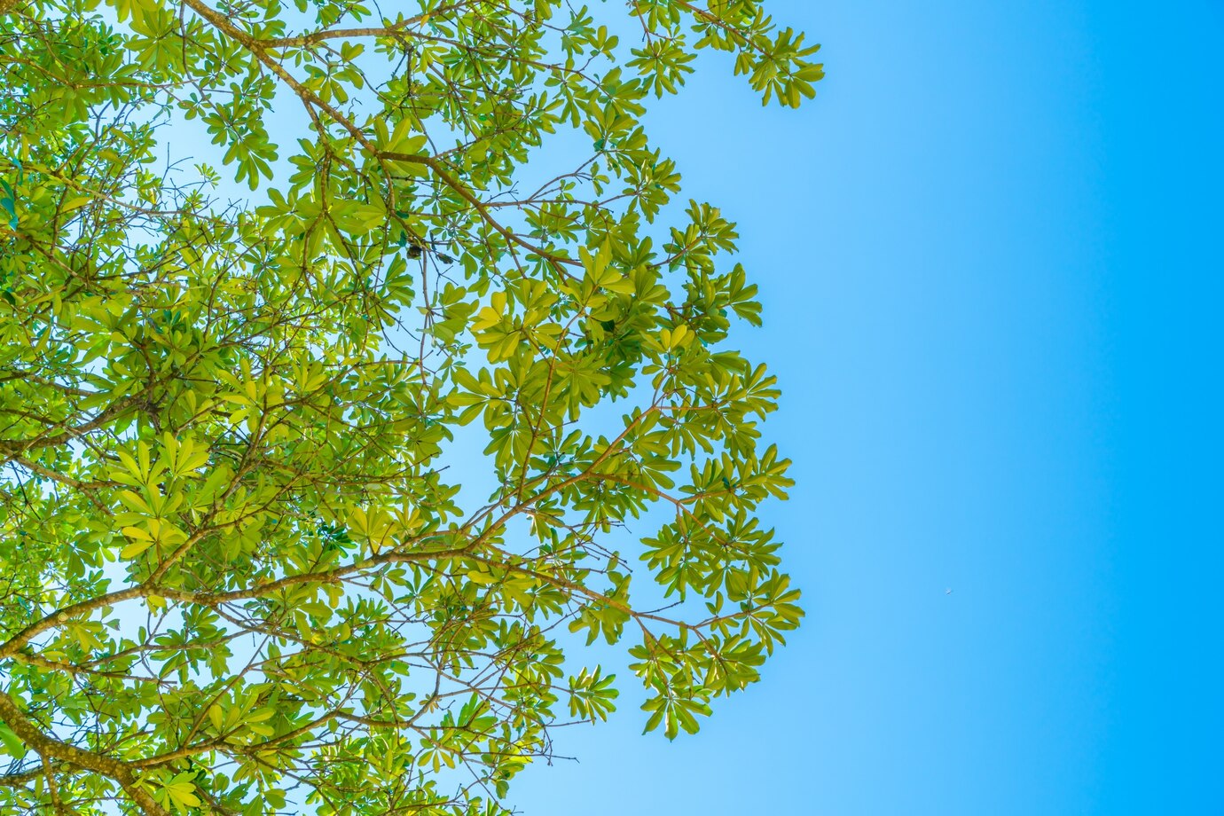 Best Trees You Should Plant This Summer