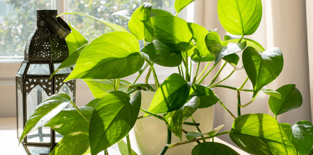 how to care for pothos plants