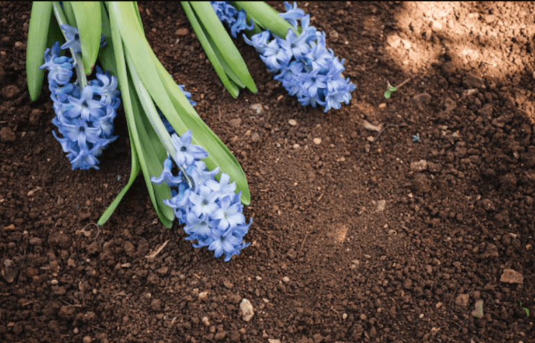 How To Grow And Care for Hyacinths Flower