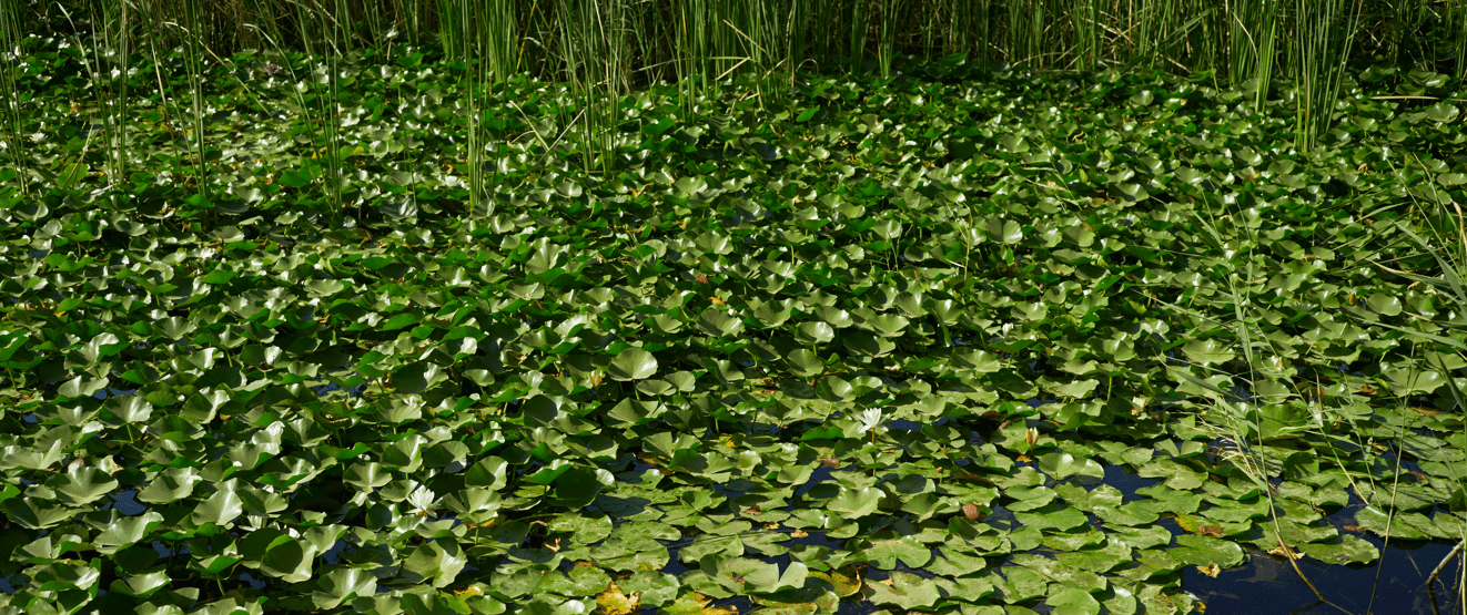 What is Duckweed