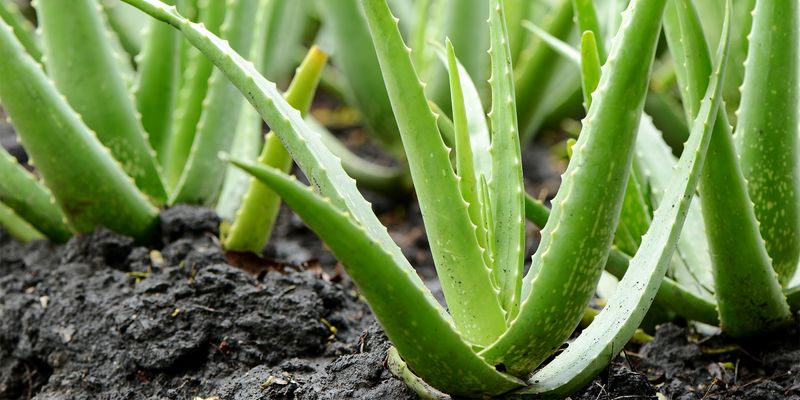 How To Propagate Aloe Vera