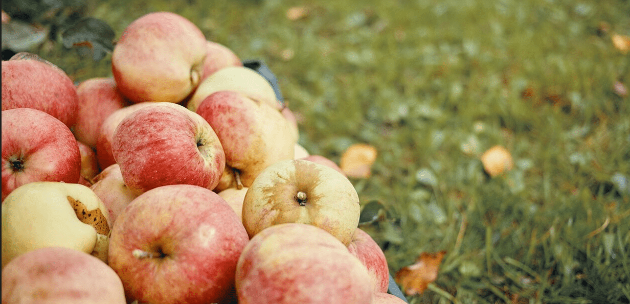 Apple Tree Varieties