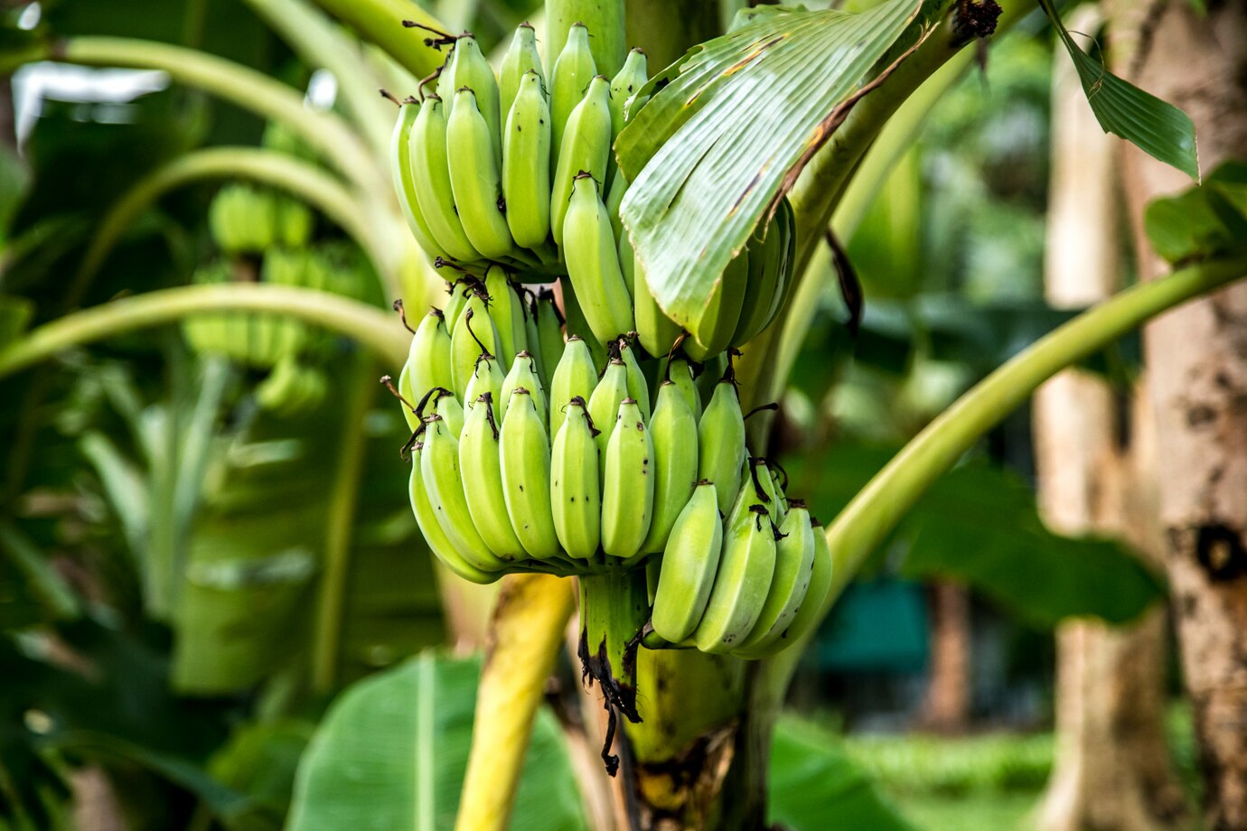 Banana Plant Indoor Care