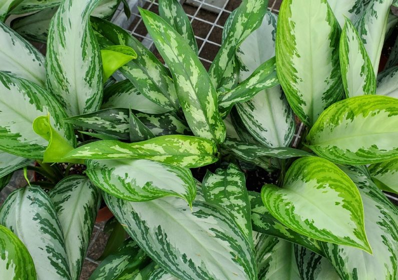 Chinese Evergreen Plant Care