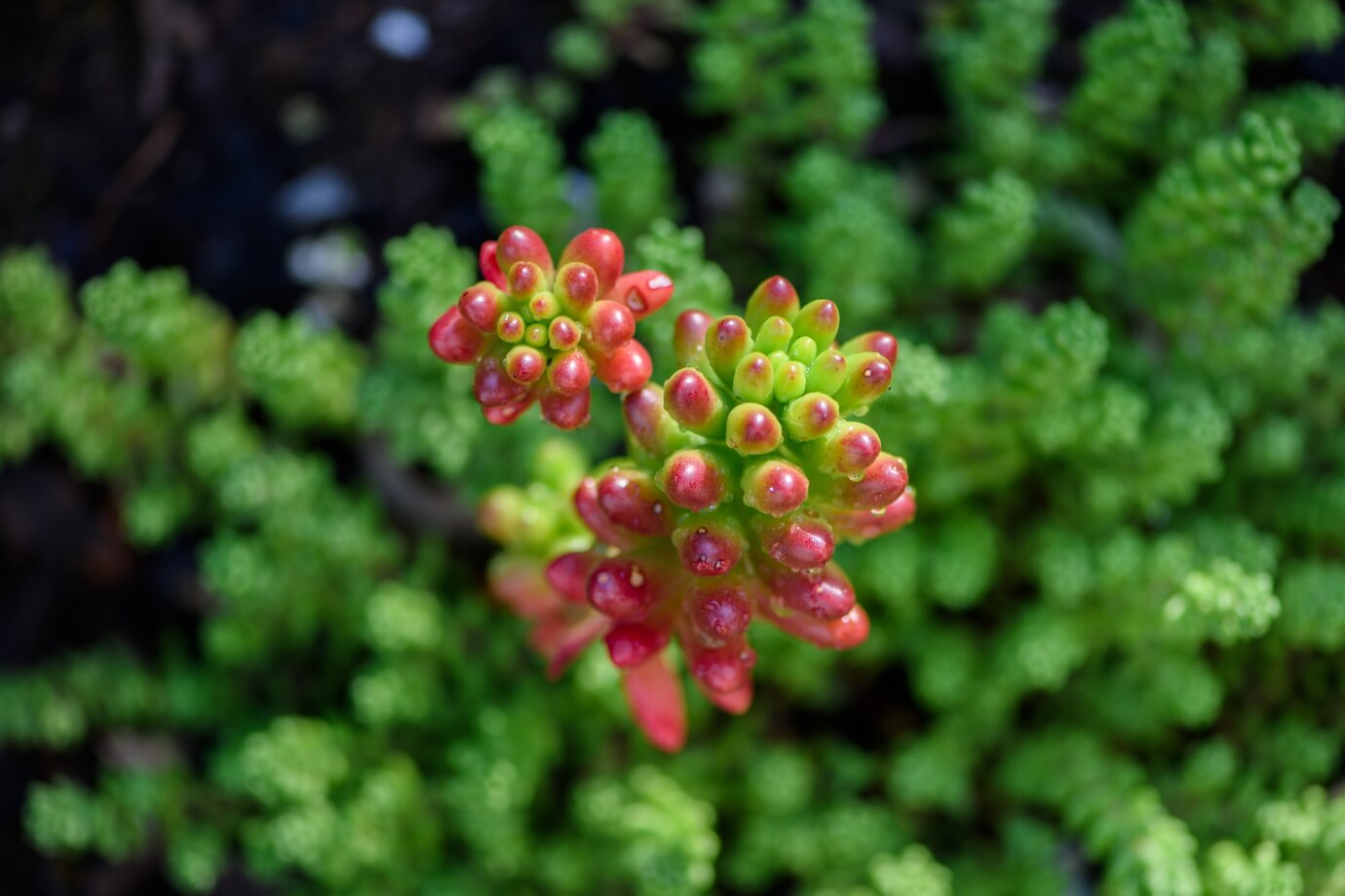 How to Grow Coral Bells