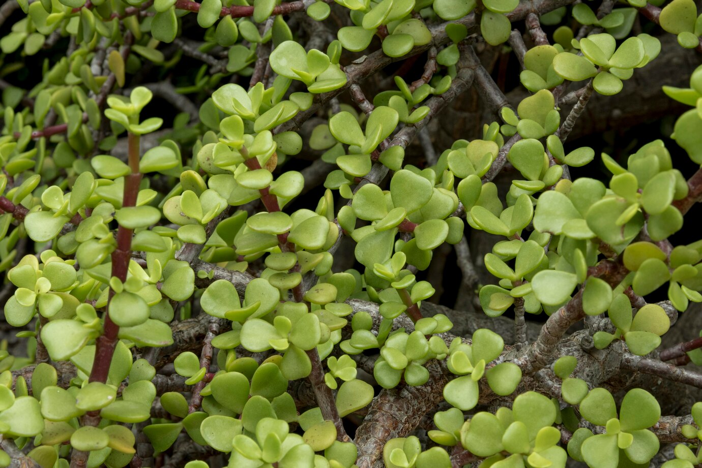 How To Grow Creeping Jenny