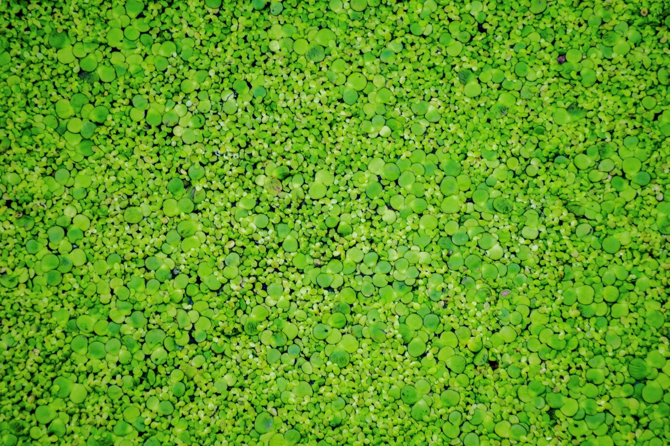 How To Get Rid Of Duckweed