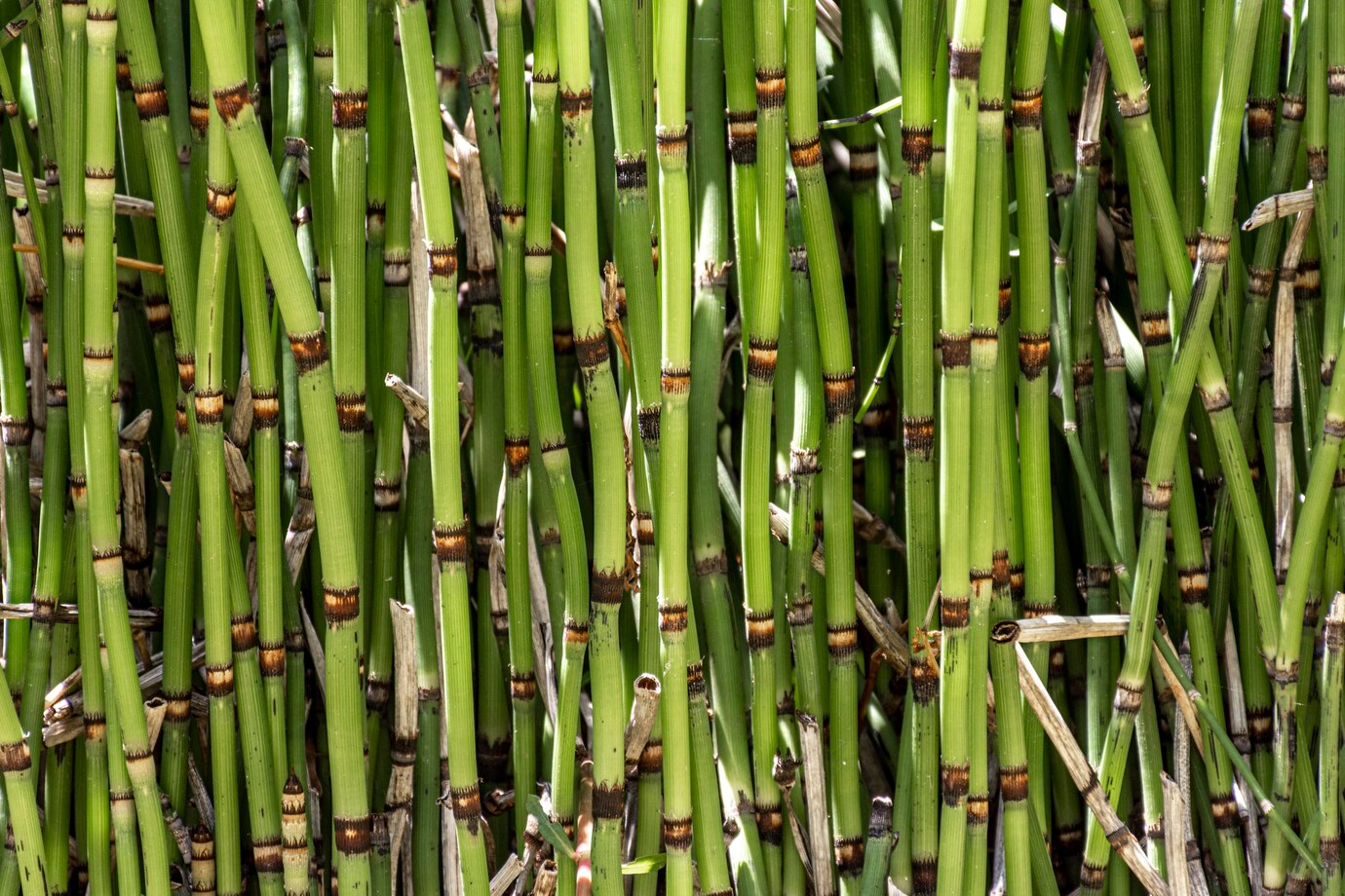 Horsetail Reed