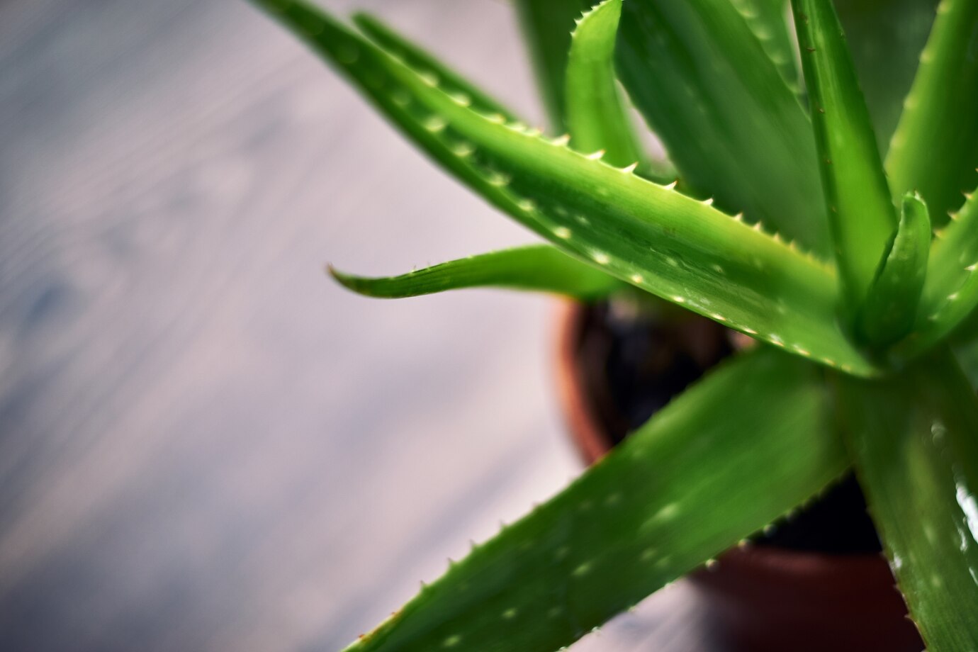 How To Care For Aloe Vera