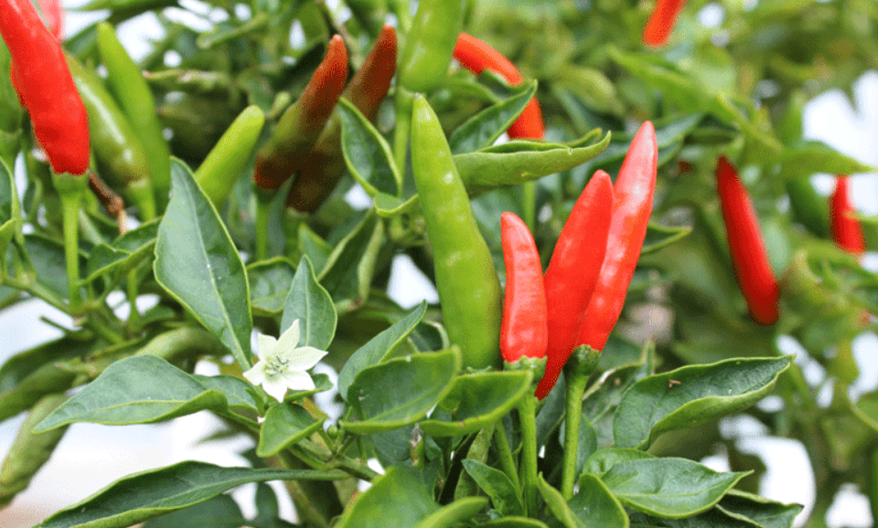 How to Grow Chili in Your Garden – Spice Up Your Garden Game