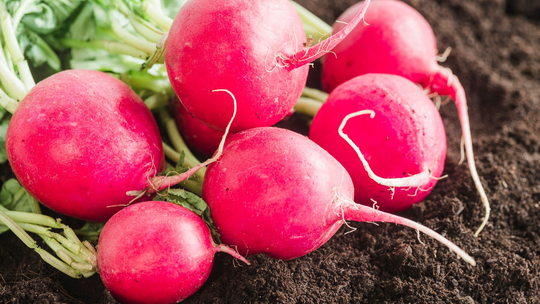 How to Grow Radishes