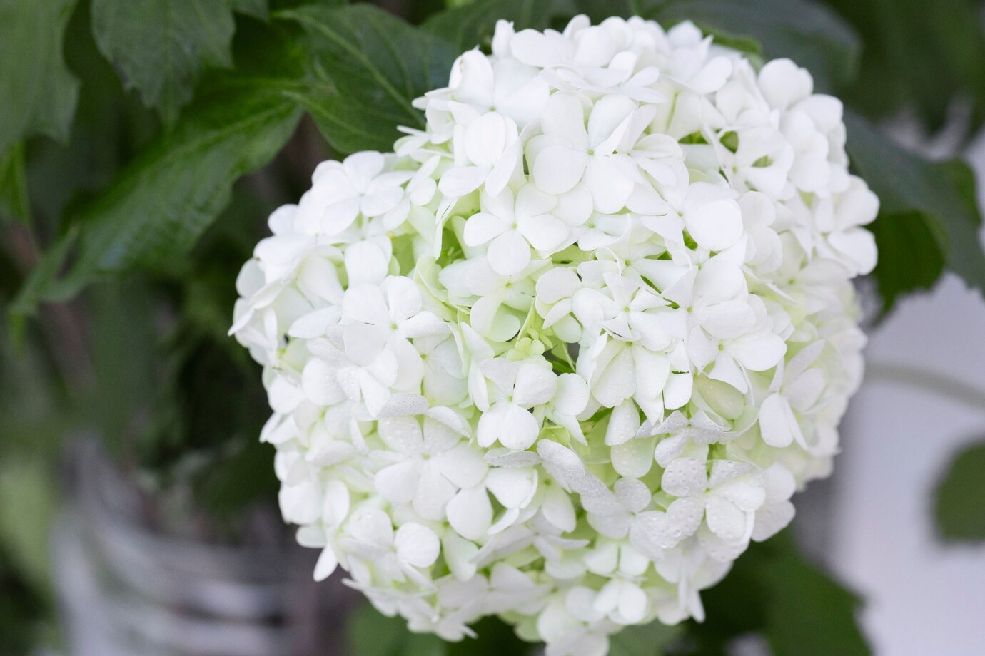 How To Care For Limelight Hydrangea