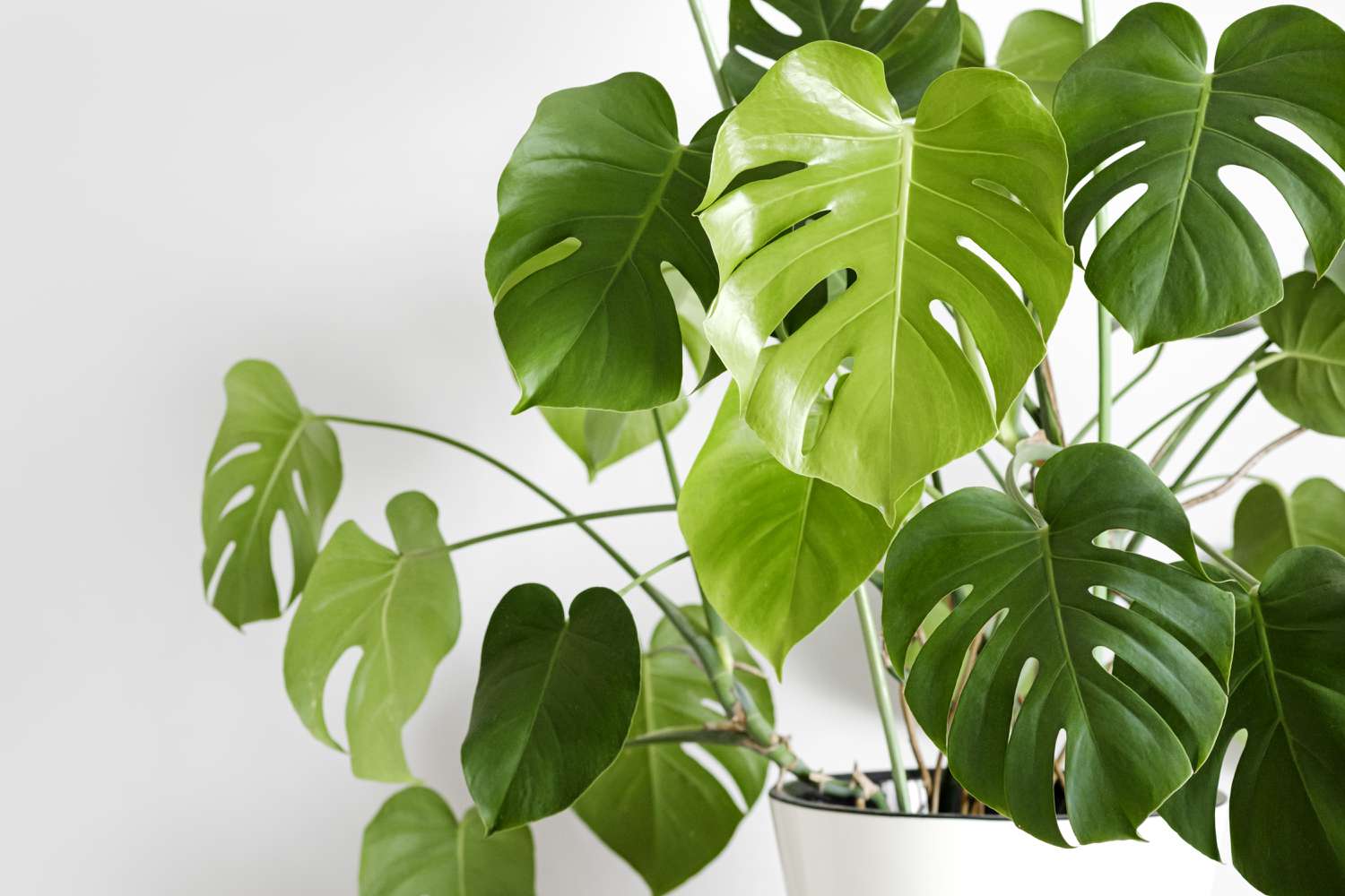 How To Care For Monstera Plant Indoor – Tips For Lush Growth