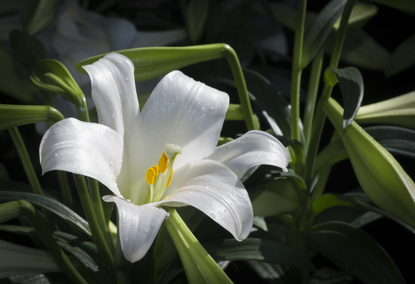 Peace Lily Watering Guide