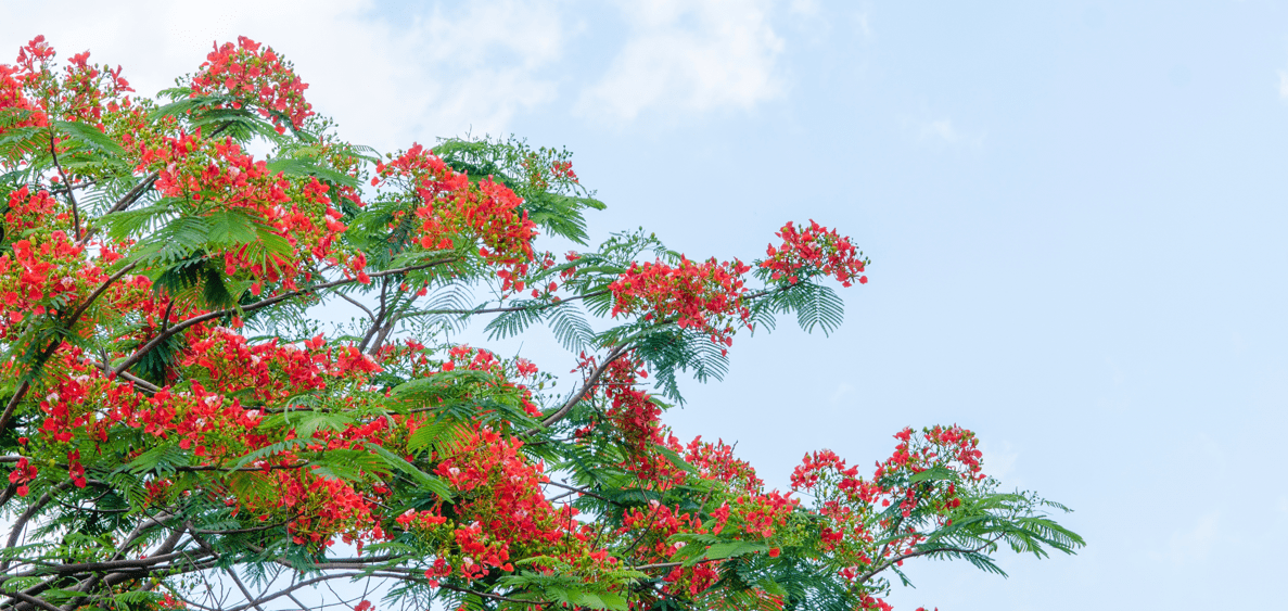 Royal Poinciana Care