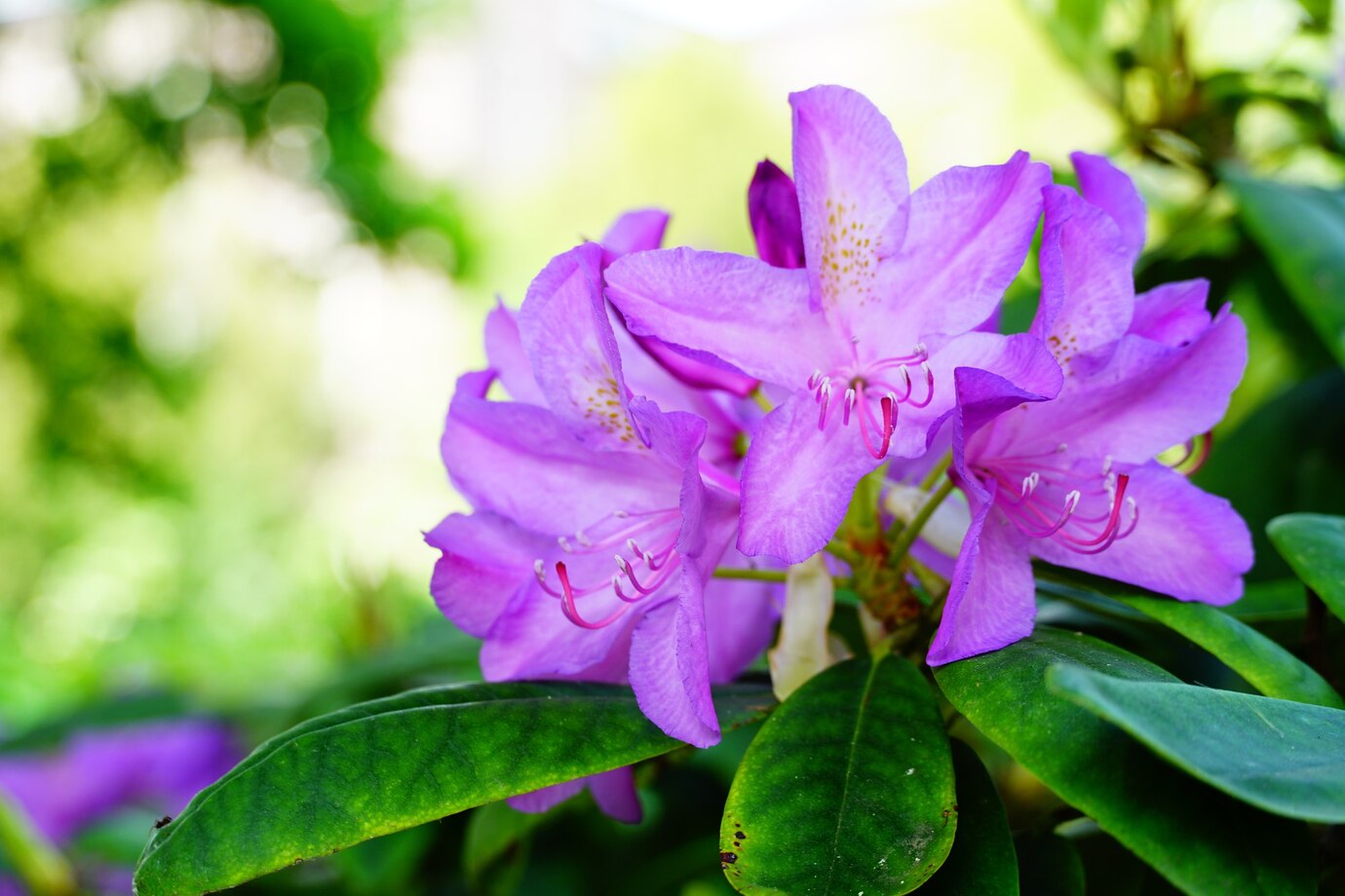 Water Hyacinth